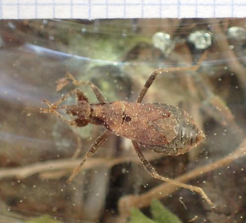 Himacerus mirmicoides